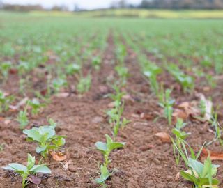 Les douze hectares de mélange céréalier apportent un aliment riche en protéine qui permet de réduire la consommation de correcteur azoté l'hiver.© E.A. Les douze hectares de mélange céréalier apportent un aliment riche en protéine qui permet de réduire la consommation de correcteur azoté l'hiver.© E.A.