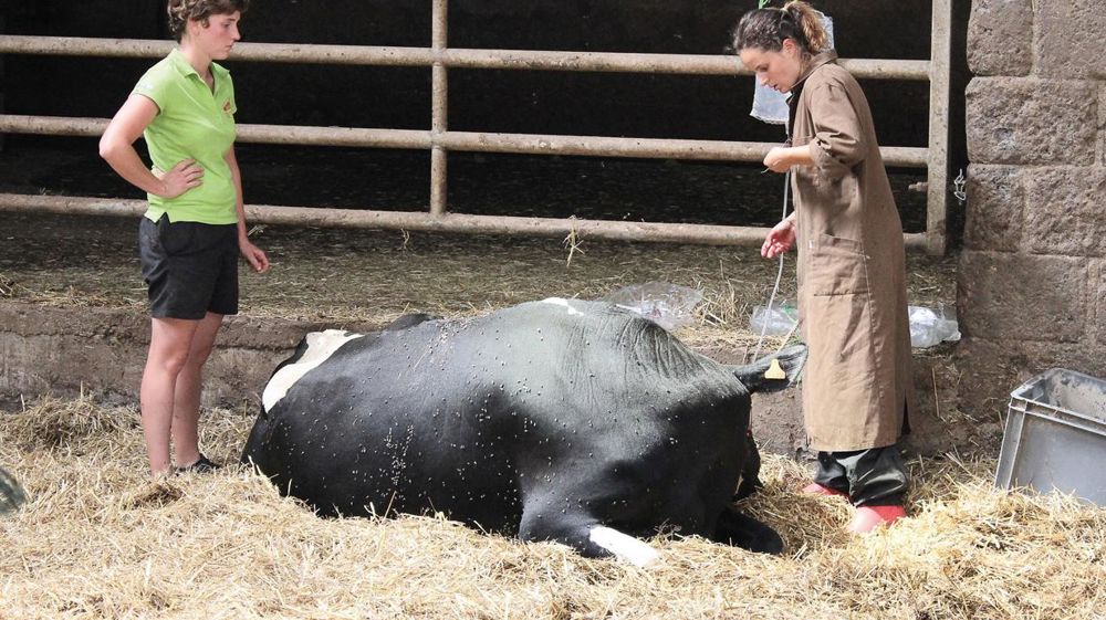 « L'élevage a un côté répétitif, mais quand on travaille avec du vivant, chaque jour est différent », souligne Aline, ici avec la vétérinaire. Aller aux cultures me fait aussi du bien, ça me change des vaches ! » © A.B. « L'élevage a un côté répétitif, mais quand on travaille avec du vivant, chaque jour est différent », souligne Aline, ici avec la vétérinaire. Aller aux cultures me fait aussi du bien, ça me change des vaches ! » © A.B.