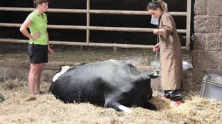 « L'élevage a un côté répétitif, mais quand on travaille avec du vivant, chaque jour est différent », souligne Aline, ici avec la vétérinaire. Aller aux cultures me fait aussi du bien, ça me change des vaches ! » © A.B. « L'élevage a un côté répétitif, mais quand on travaille avec du vivant, chaque jour est différent », souligne Aline, ici avec la vétérinaire. Aller aux cultures me fait aussi du bien, ça me change des vaches ! » © A.B.