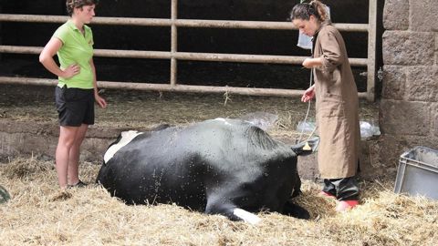 « L'élevage a un côté répétitif, mais quand on travaille avec du vivant, chaque jour est différent », souligne Aline, ici avec la vétérinaire. Aller aux cultures me fait aussi du bien, ça me change des vaches ! » ©  A.B.