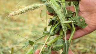 Les mélanges complexes sont plus difficiles à maîtriser. Le triticale et le pois fourrager sont incontournables. On peut y associer la vesce plus résistante au froid, mais aussi plus difficile à récolter.© SÉBASTIEN CHAMPION Les mélanges complexes sont plus difficiles à maîtriser. Le triticale et le pois fourrager sont incontournables. On peut y associer la vesce plus résistante au froid, mais aussi plus difficile à récolter.© SÉBASTIEN CHAMPION