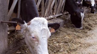 La richesse protéique de l'ensilage d'herbe n'est pas sa seule qualité. Les éleveurs apprécient sa fibrosité. Son temps est de 100 min par kg de MS, contre 40 à 60 min pour le maïs-ensilage. En apporter au moins 20 à 30 % dans le régime fourrager sécurise les incidences métaboliques de la ration.© C.H. La richesse protéique de l'ensilage d'herbe n'est pas sa seule qualité. Les éleveurs apprécient sa fibrosité. Son temps est de 100 min par kg de MS, contre 40 à 60 min pour le maïs-ensilage. En apporter au moins 20 à 30 % dans le régime fourrager sécurise les incidences métaboliques de la ration.© C.H.