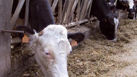 La richesse protéique de l'ensilage d'herbe n'est pas sa seule qualité. Les éleveurs apprécient sa fibrosité. Son temps est de 100 min par kg de MS, contre 40 à 60 min pour le maïs-ensilage. En apporter au moins 20 à 30 % dans le régime fourrager sécurise les incidences métaboliques de la ration.© C.H.
