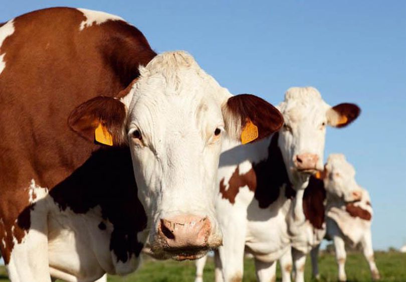 © SÉBASTIEN CHAMPION