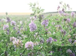 D'après Jouffray-Drillaud, le nombre de plantes levée spar mètre carré augmente de 8 à 10 %. D'après Jouffray-Drillaud, le nombre de plantes levée spar mètre carré augmente de 8 à 10 %.