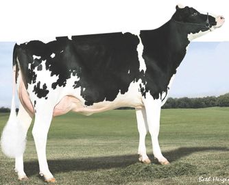 SHERAC. Ce taureau américain vient enrichir la gamme de Gènes Diffusion. Son index reproduction à 1,9 le classe en tête de sa catégorie sur ce poste. 