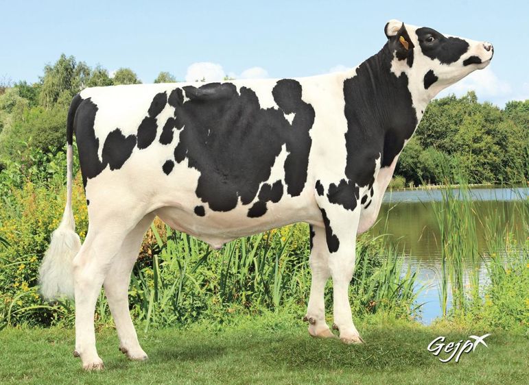 HAMMIG IS. Numéro deux du classement à 196 points d'Isu, Hammig Isy est un fils de Santana au profil assez complet.