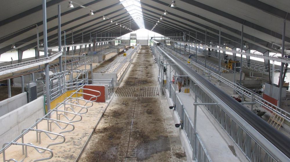 Dans les grands élevages du nord de l'Europe, ici en Suède, les bâtiments s'articulent souvent autour d'une double table d'alimentation centrale avec quatre, voire six rangs de logettes. Les côtés sont fermés en hiver mais ouverts en été. © P.L.C.