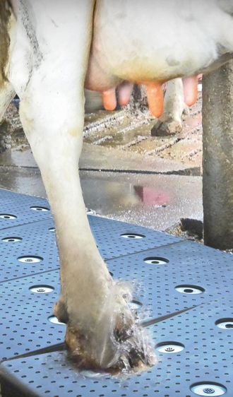 Pour que tous les onglons soient traités au minimum une fois par jour, il faut installer quatre tapis de 80 x 40 cm, soit une longueur de 160 cm. 