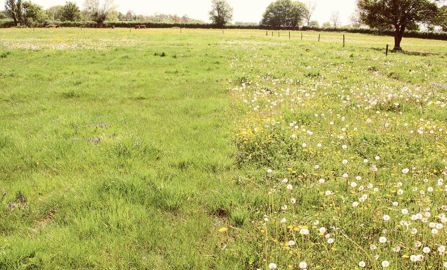 L'entretien des prairies dégradées associe diagnostic de la flore, désherbage sélectif, fertilisation, voire sursemis. L'entretien des prairies dégradées associe diagnostic de la flore, désherbage sélectif, fertilisation, voire sursemis.