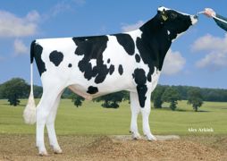 Chez JLD Genetics, Picanto (Snowman sur Mac) présente un profil complet avec du lait, des taux, une bonne morphologie et de la fonctionnalité. Chez JLD Genetics, Picanto (Snowman sur Mac) présente un profil complet avec du lait, des taux, une bonne morphologie et de la fonctionnalité.