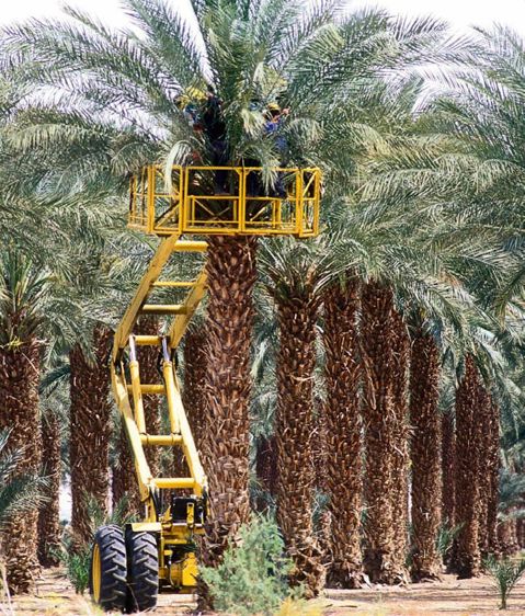 Palmiers à huile.© PHILIPPE ROY