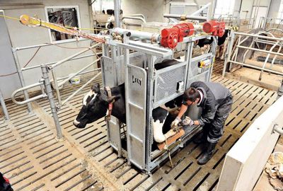 Quatre volets amovibles de chaque côté permettent d'intervenir sur l'ensemble de l'animal. Une perche à l'avant de la cage sert à immobiliser sa tête.