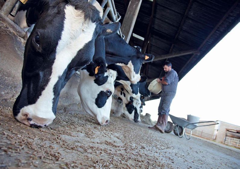 Le nouveau concentré Sanders est notamment enrichi en minéraux, oligoéléments et vitamines nécessaires à la couverture des besoins de la vache tarie.© SEÉASTIEN CHAMPION