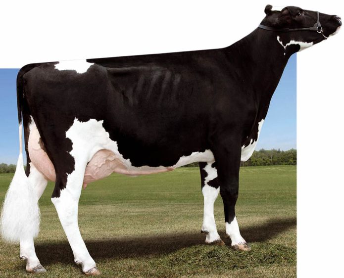 Entré d'emblée à la seconde place du classement américain (TPI), L evi est quatrième du classement Isu. Ce fils de Buckeye sur O-Man se distingue par son potentiel élevé aussi bien pour le lait que pour les taux. Entré d'emblée à la seconde place du classement américain (TPI), L evi est quatrième du classement Isu. Ce fils de Buckeye sur O-Man se distingue par son potentiel élevé aussi bien pour le lait que pour les taux.