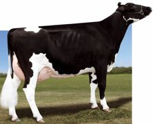 Entré d'emblée à la seconde place du classement américain (TPI), L evi est quatrième du classement Isu. Ce fils de Buckeye sur O-Man se distingue par son potentiel élevé aussi bien pour le lait que pour les taux. Entré d'emblée à la seconde place du classement américain (TPI), L evi est quatrième du classement Isu. Ce fils de Buckeye sur O-Man se distingue par son potentiel élevé aussi bien pour le lait que pour les taux.