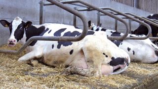 Les éleveurs qui abandonnent le couchage paillé au profit des logettes apprécient l'allègement de la charge de travail, surtout s'ils curaient une fois par mois. Les éleveurs qui abandonnent le couchage paillé au profit des logettes apprécient l'allègement de la charge de travail, surtout s'ils curaient une fois par mois.