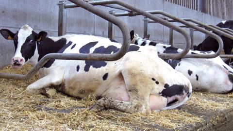 Les éleveurs qui abandonnent le couchage paillé au profit des logettes apprécient l'allègement de la charge de travail, surtout s'ils curaient une fois par mois.