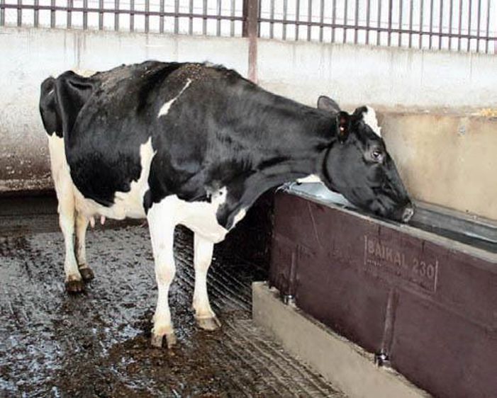 La double paroi moussée en polyéthylène met l'abreuvoir à l'abri des chocs et des premiers froids.