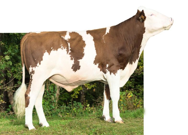 Imposable, le plus complet des fils de Brink proposés avec index officiels à 156 d'Isu, révèle aussi une morphologie sans faille (117). On appréciera notamment la solidité des aplombs (113), les gages de longévité de la mamelle (113) et une largeur de poitrine (108) comme souhaitée.© E. GIORGIO