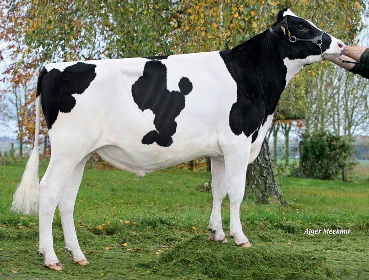 Le nouveau numéro un du classement, Ipnos (Shotglass sur Scaloni) culmine à 199 points d'Isu. Mais il n'est pas encore disponible.