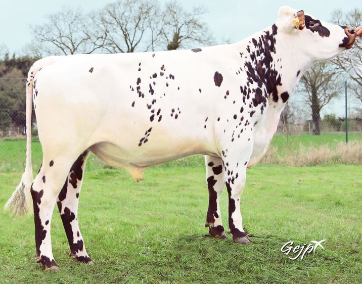 Avec 178 points d'Isu, Horléans continue de défendre sa place de leader. Ses points forts : le lait, le TB, les aplombs et la santé de la mamelle, le tout sur génisses.
