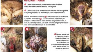 Les différents stades de la dermatite© INRA Les différents stades de la dermatite© INRA