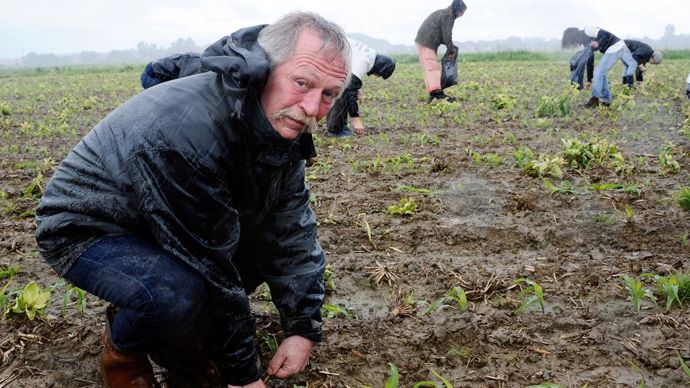 Le 2 mai, des militants de Greenpeace et des membres de la Confédération paysanne, dont José Bové, ont fauché un champ de maïs Mon810, à Saubens (Haute-Garonne).P. PAVANI