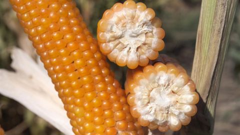 La méthodologie sera testée sur 50 exploitations pilotes avant sa mise en œuvre sur l’ensemble du réseau de producteurs de Nataïs, soit 7 200 ha de maïs. © C. WATIER.