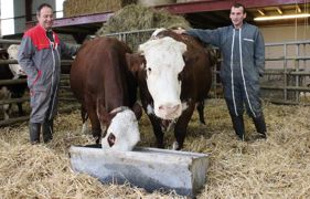 « Alors que les marchés du reblochon et de la tomme commencent à saturer, le fromage abondance possède de réelles perspectives de développement, estiment Christian Convers et Yannick Espaze du Gaec Le Védelou. Intégrer davantage de femelles de cette race dans notre troupeau est cohérent économiquement. »© PHOTOS A.B. « Alors que les marchés du reblochon et de la tomme commencent à saturer, le fromage abondance possède de réelles perspectives de développement, estiment Christian Convers et Yannick Espaze du Gaec Le Védelou. Intégrer davantage de femelles de cette race dans notre troupeau est cohérent économiquement. »© PHOTOS A.B.