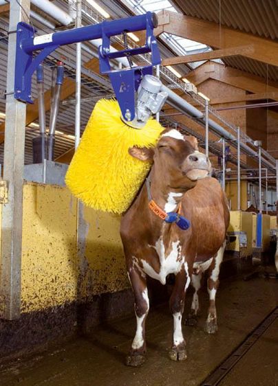 Les employés de ferme ont remarqué une utilisation fréquente et intense de cet outil et l'empressement des vaches à se brosser.