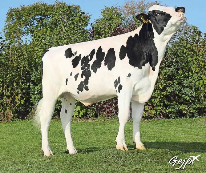 À l'instar de James Bond, les reproducteurs holsteins, normands et pies rouges du groupe Évolution sont désormais dotés d'un index de résistance à l'acétonémie. 