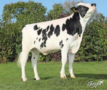À l'instar de James Bond, les reproducteurs holsteins, normands et pies rouges du groupe Évolution sont désormais dotés d'un index de résistance à l'acétonémie. À l'instar de James Bond, les reproducteurs holsteins, normands et pies rouges du groupe Évolution sont désormais dotés d'un index de résistance à l'acétonémie.