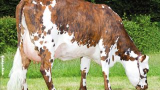 Visuel, numéro un des Manizalès Il offre un profil très équilibré, alliant le lait, le format et la fonctionnalité. Il a en particulier la meilleure note de la race sur la largeur de bassin : + 2,2. Visuel, numéro un des Manizalès Il offre un profil très équilibré, alliant le lait, le format et la fonctionnalité. Il a en particulier la meilleure note de la race sur la largeur de bassin : + 2,2.