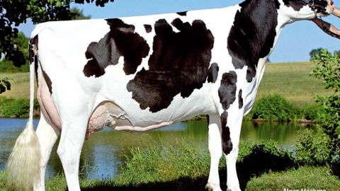 Amelis propose un pedigree original avec Vargent, un fils de Sosa sur Aaron, qui avance de solides atouts dans la mamelle (2,7 avec des index positifs sur tous les postes) et les membres (1,5).