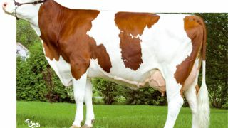 Un Masolino atypique. Uclair laisse le modèle de morphologie équilibrée que l'on recherche en montbéliarde : une bonne profondeur de poitrine (107) et de flanc (108), mais sans faillir dans l'avant-main et en conditions corporelles. Les Uclair ne manquent ni de largeur de poitrine (101) ni d'aptitude viande (110). En plus d'être grandes (126), elles sont dotées de bassins longs (116) et larges (114/109). Les membres sont corrects (102). Les mamelles (113) pèchent un peu dans l'attache arrière (9 Un Masolino atypique. Uclair laisse le modèle de morphologie équilibrée que l'on recherche en montbéliarde : une bonne profondeur de poitrine (107) et de flanc (108), mais sans faillir dans l'avant-main et en conditions corporelles. Les Uclair ne manquent ni de largeur de poitrine (101) ni d'aptitude viande (110). En plus d'être grandes (126), elles sont dotées de bassins longs (116) et larges (114/109). Les membres sont corrects (102). Les mamelles (113) pèchent un peu dans l'attache arrière (9
