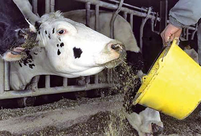 Selon Kemin-Adisseo, un apport de méthionine limitante participe au bon fonctionnement hépatique de la vache.