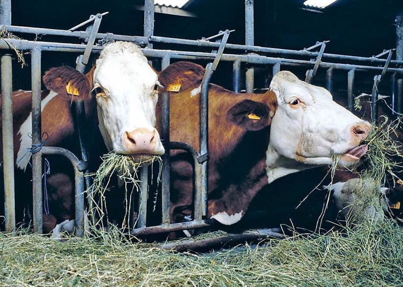 Le Levucell SC aurait bien un effet stimulant sur les champignons et les bactéries cellulolytiques.© JÉRÔME CHABANNE
