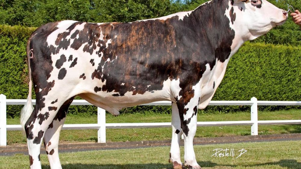 Doujan, déclaré leader Ce fils de Resto sur Joachim arrive derrière deux contemporains de l'indexation Sam officielle. Chouchen (Rubafix) et Caramba (Redondo) n'ayant pas été retenus dans les catalogues, Doujan se retrouve numéro un des génomiques. Caramba a malgré tout été nommé père à taureaux. À 151 d'ISS, Doujan offre un index lait sous la barre des 1 000 kg et un TP au-dessus de 1.