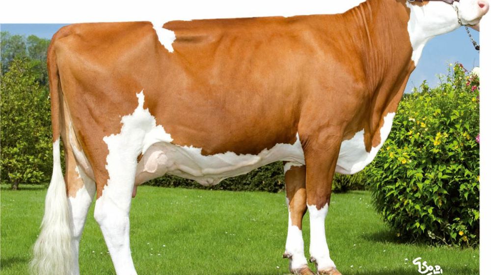 Osez Vercel, le plus original des Mohair. Les filles de Vercel ont tout pour elles. Grandes (126), larges (110) et assez profondes (103) dans leur poitrine, elles sont dotées de bassins largement dimensionnés (111/125/137) et d'une excellente condition corporelle (112), Les mamelles (113) ne sont pas en reste avec des points forts en attache avant (116) et volume (113). Mais pour profiter de tout cela, il faudra oser un taureau à 125 d'Isu. Le jeu en vaut la chandelle car Vercel a en plus pour l