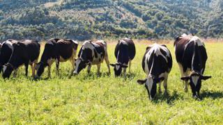 Le mélange Saint-Marcellin se compose de 44 % de fétuque élevée à feuilles souples (soit 13,2 kg/ha), 24 % de dactyle (7,2 kg), 8 % de ray-grass anglais diploïde (2,4 kg), 8 % de RGA tétraploïde demi-tardif (2,4 kg), 5 % de trèfle blanc à grandes feuilles Ladino (1,5 kg), 5 % de TB à feuilles intermédiaires (1,5 kg) et 6 % de lotier (1,8 kg). Claudius Thiriet Le mélange Saint-Marcellin se compose de 44 % de fétuque élevée à feuilles souples (soit 13,2 kg/ha), 24 % de dactyle (7,2 kg), 8 % de ray-grass anglais diploïde (2,4 kg), 8 % de RGA tétraploïde demi-tardif (2,4 kg), 5 % de trèfle blanc à grandes feuilles Ladino (1,5 kg), 5 % de TB à feuilles intermédiaires (1,5 kg) et 6 % de lotier (1,8 kg). Claudius Thiriet