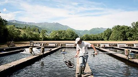 Le groupe landais Aqualande possède trente-sept élevages aquacoles dans le grand Sud-Ouest.AQUALANDE