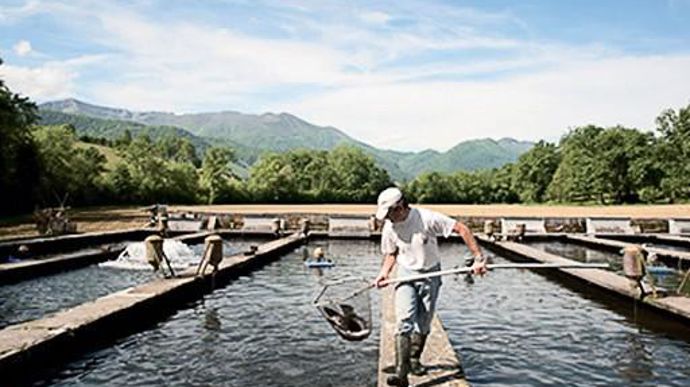 Le groupe landais Aqualande possède trente-sept élevages aquacoles dans le grand Sud-Ouest.AQUALANDE