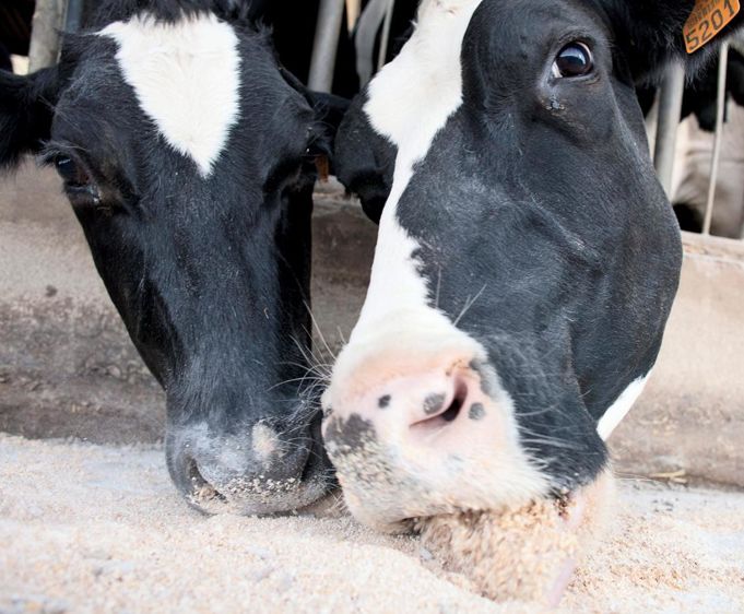 Le principe de rationnement Sanders, particulièrement adapté aux VLHP et aux vaches en début de lactation, est d'apporter le juste complément en PDIA en fonction du niveau de production laitière, pour éviter les gaspillages. © SÉBASTIEN CHAMPION