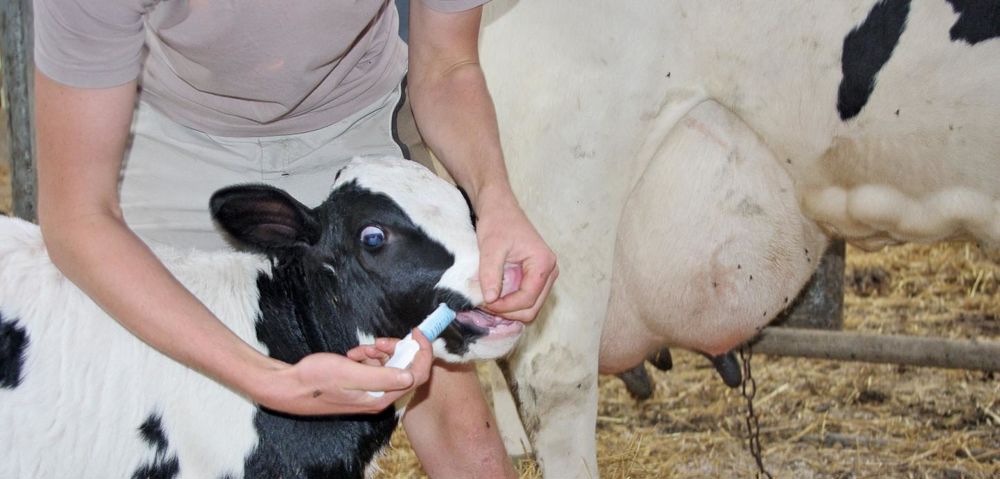 Pâte orale facile à appliquer de façon systématique ou ciblée, Bovistar vise à stimuler la vigueur du veau dès sa naissance. 