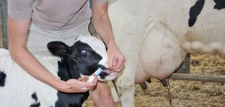 Pâte orale facile à appliquer de façon systématique ou ciblée, Bovistar vise à stimuler la vigueur du veau dès sa naissance. Pâte orale facile à appliquer de façon systématique ou ciblée, Bovistar vise à stimuler la vigueur du veau dès sa naissance.