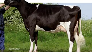 Achille plaira à tous ceux qui cherchent à augmenter le gabarit de leurs vaches, surtout dans la taille et la profondeur. Il améliorera aussi nettement la mamelle et le TP (0,7). Noté 0 en fertilité et en cellules, il sera à utiliser sur des supports solides dans les membres en raison de son jarret très droit. Achille plaira à tous ceux qui cherchent à augmenter le gabarit de leurs vaches, surtout dans la taille et la profondeur. Il améliorera aussi nettement la mamelle et le TP (0,7). Noté 0 en fertilité et en cellules, il sera à utiliser sur des supports solides dans les membres en raison de son jarret très droit.