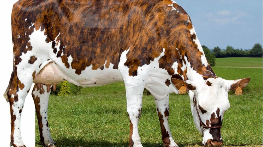 Vitriol sur le podium des Foix Noyalo compte dix fils indexés sur dix-neuf testés. Parmi les trois mis en service, Vitriol, à 151 points d'Isu, est le plus complet. Vitriol sur le podium des Foix Noyalo compte dix fils indexés sur dix-neuf testés. Parmi les trois mis en service, Vitriol, à 151 points d'Isu, est le plus complet.