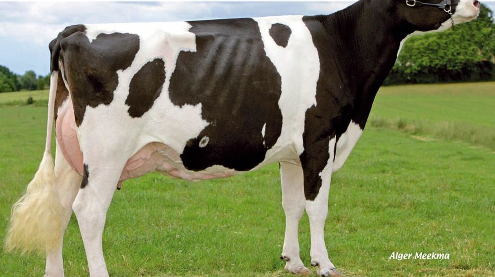 Sorti en février à 156 points d'Isu, Umance en a perdus 5 depuis du fait d'un recul de 172 kg de l'index lait. Mais les fonctionnels ont légèrement remonté, tout en restant négatifs. En digne héritier de son père, il brille d'abord par la morphologie.