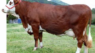 À l'instar de Naïf, Vaccin laisse des vaches grandes (108) et profondes (106/110). Mais gare aux aplombs (84), au pis (80) et aux trayons (77). À l'instar de Naïf, Vaccin laisse des vaches grandes (108) et profondes (106/110). Mais gare aux aplombs (84), au pis (80) et aux trayons (77).